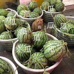 龙坤娱乐吃瓜